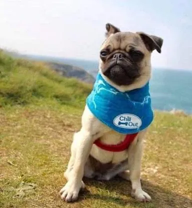 Chill Out Cooling Bandana