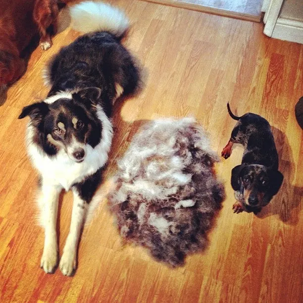 FURminator long hair - Medium - BONUS PACK with nail trimmer - SALE