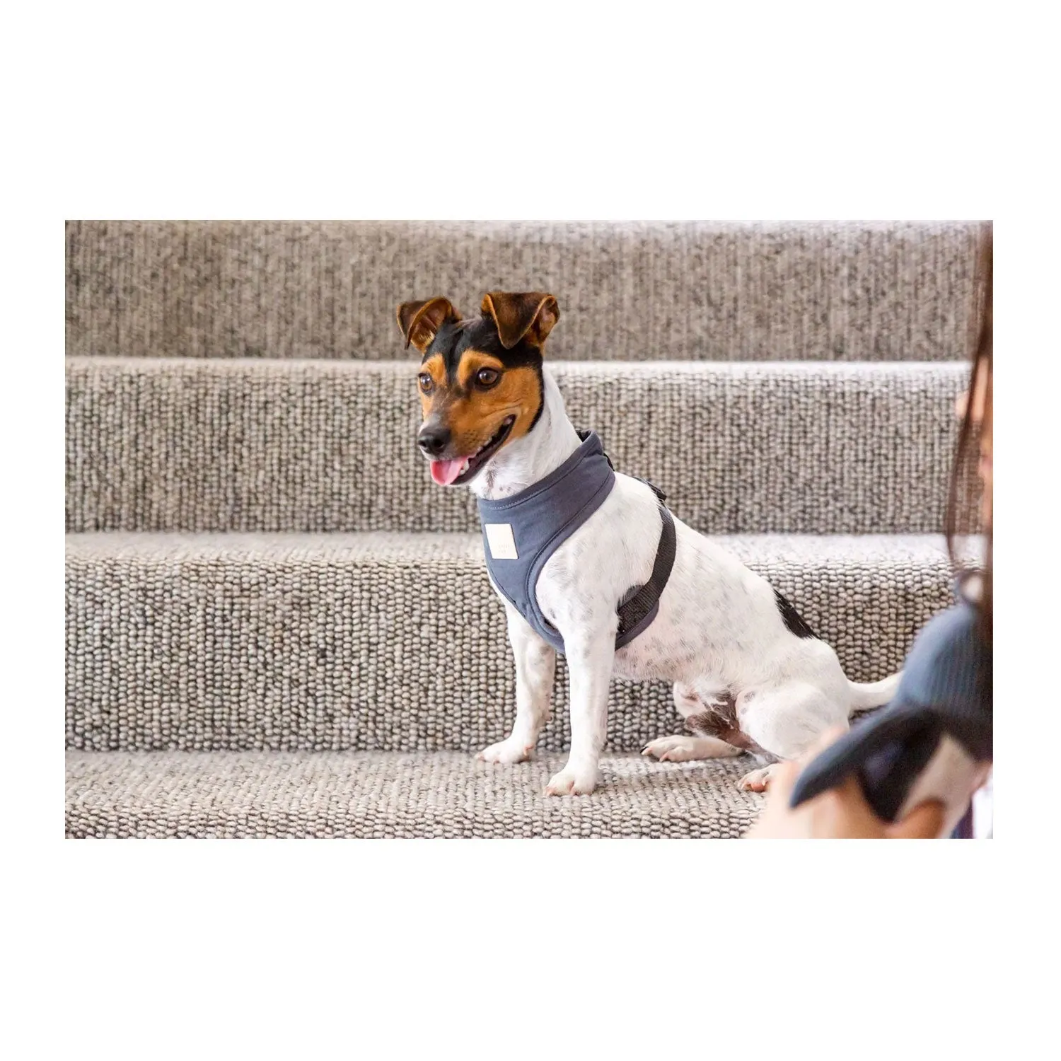 FuzzYard Life Slate Grey Dog Harness