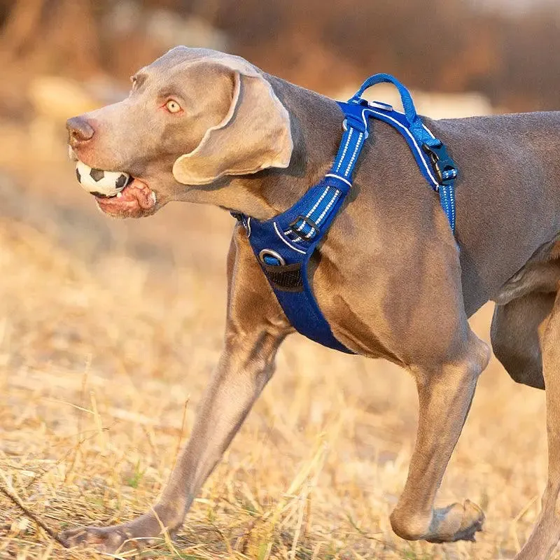 No Pull Dog Harness – Comfortable, Secure & Easy to Use