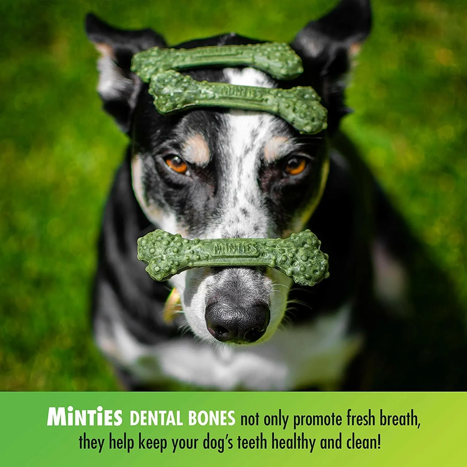 VetIQ Minties Dental Treats for Medium & Large Dogs